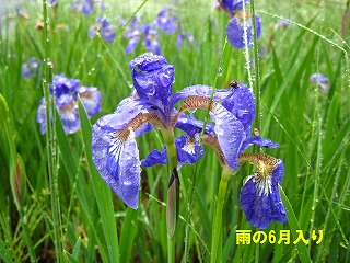 6月の花