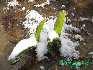 雪の水芭蕉